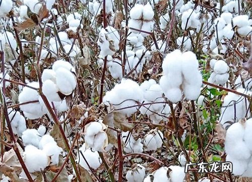 种棉花一亩地的收入是多少钱 种一亩棉花成本与利润