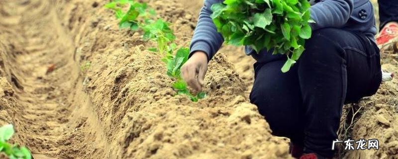 红薯苗扦插注意事项