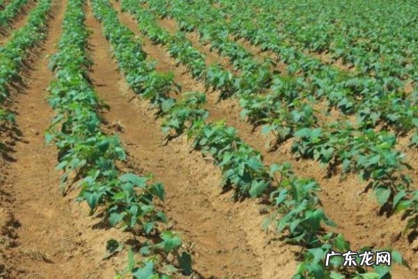 红薯苗扦插注意事项