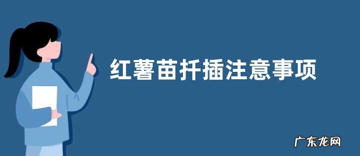 红薯苗扦插注意事项