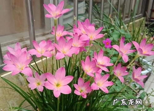 风雨兰好养活吗 风雨兰可以养多少年