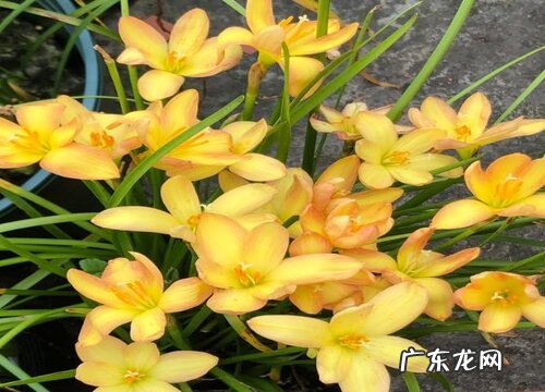 风雨兰好养活吗 风雨兰可以养多少年