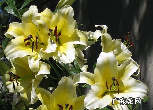 百合花代表什么象征意义 百合花的含义和寓意