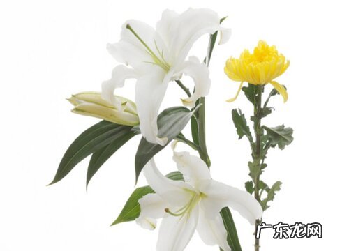 百合花代表什么象征意义 百合花的含义和寓意