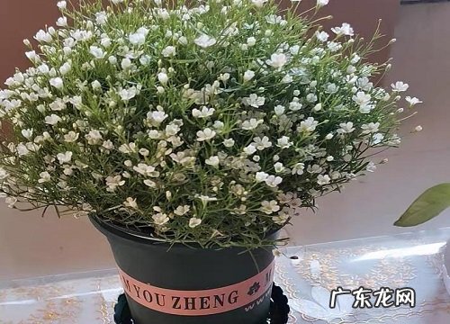 满天星是植物吗 属于什么类别植物