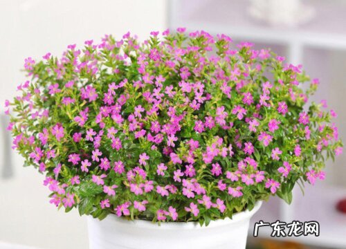 满天星是植物吗 属于什么类别植物