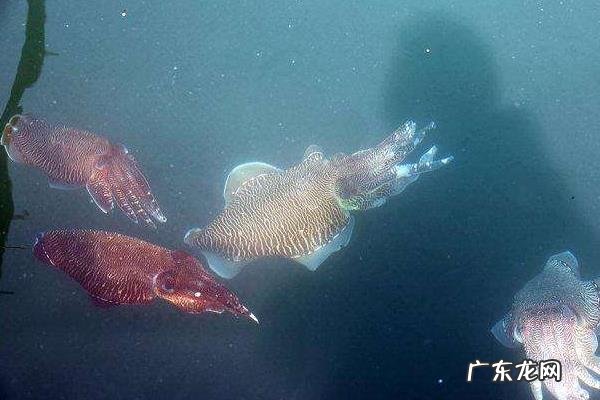 养殖业什么比较好,市场需求大养殖效益好