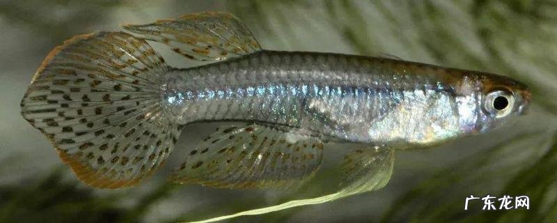 鱼是胎生还是卵生，具体怎么繁殖