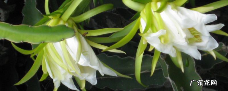 火龙果的花可不可以吃,附火龙果的花期