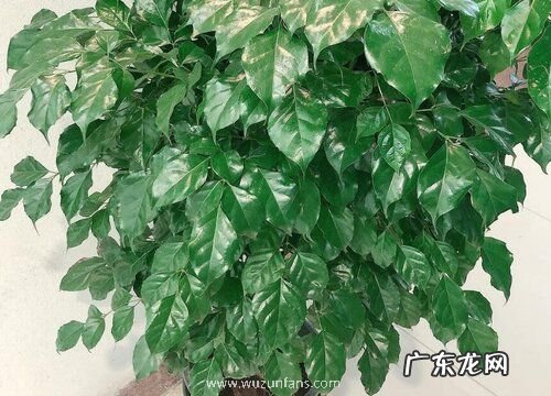 绿宝树怎么修剪枝叶 修剪方法教程与图解