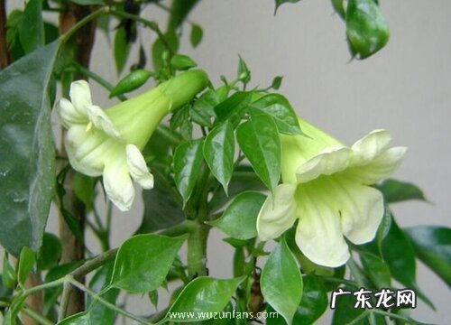 绿宝树怎么修剪枝叶 修剪方法教程与图解