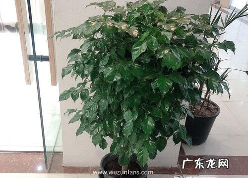 绿宝树怎么修剪枝叶 修剪方法教程与图解