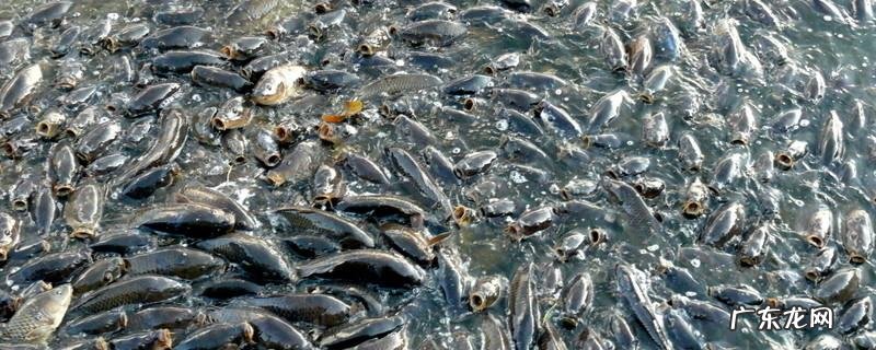 鲤鱼喜欢吃什么料,配制方法是什么