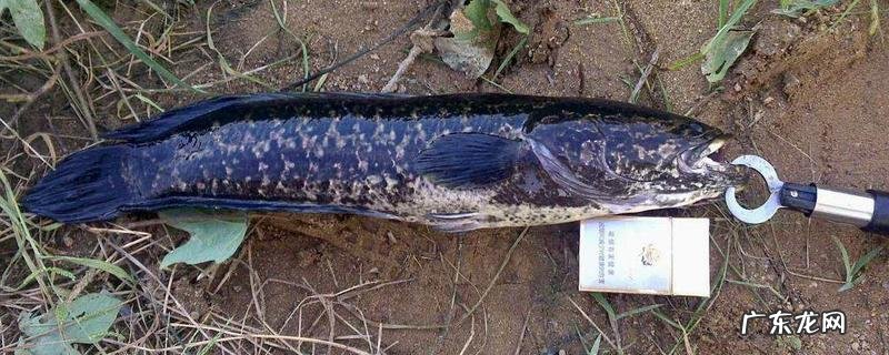 怎么钓黑鱼用什么饵,有哪些技巧