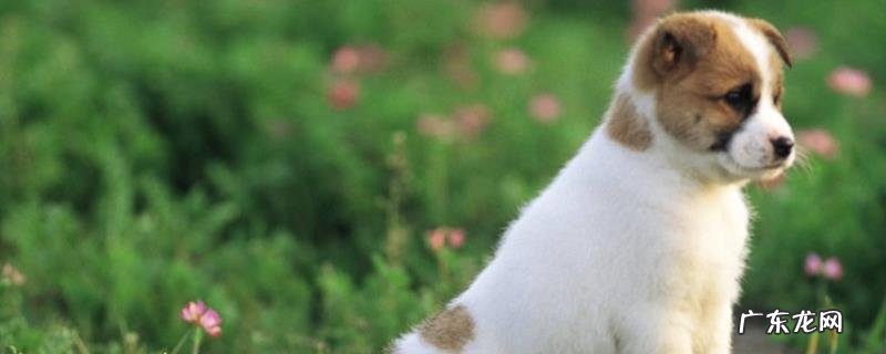 介绍狗狗的五种生活习性，分别有哪些特点