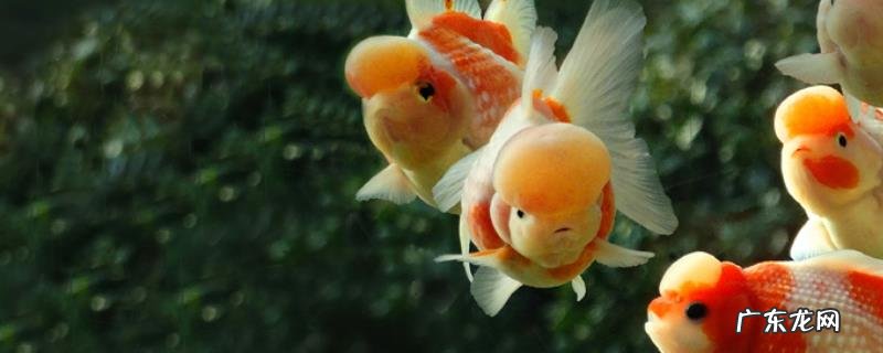 养鱼的水要怎么处理 养鱼水能否用于浇花