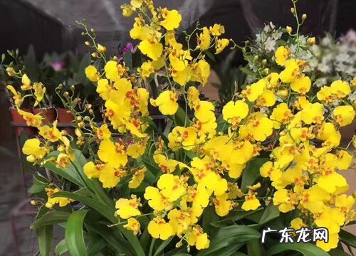 文心兰出现斑点该如何救治