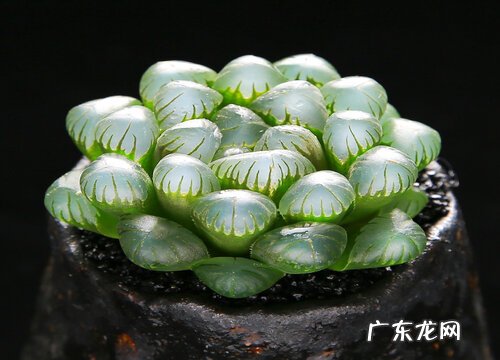 玉露品种排名及图片 哪个品种最好看