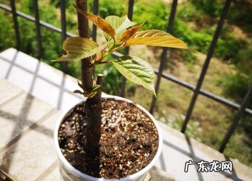 樱花树冬天掉叶子吗