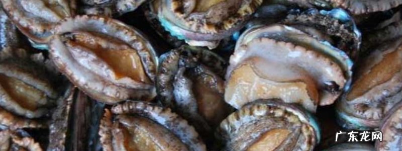 死了的鲍鱼可以吃吗,怎么判断鲍鱼死了多久,如何存放