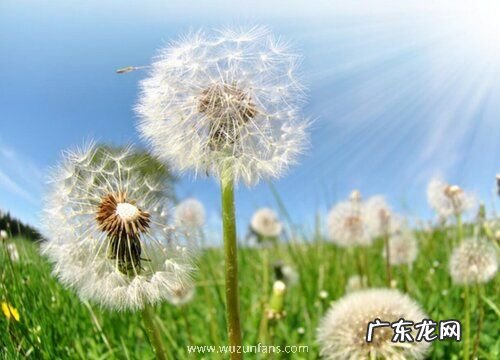 蒲公英什么季节开花 一般几月份开花