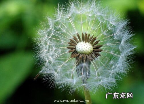 蒲公英什么季节开花 一般几月份开花