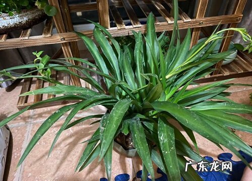 吊兰如何管理不再干尖黄叶