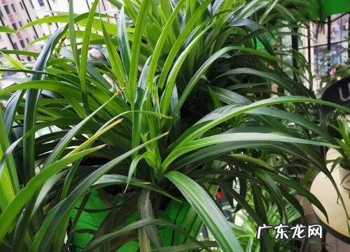 吊兰如何管理不再干尖黄叶