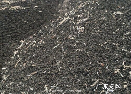 鸡粪肥用来养护文竹到底好不好