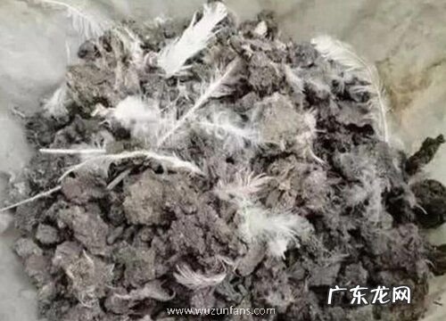 鸡粪肥用来养护文竹到底好不好