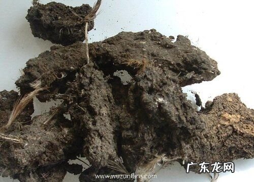 鸡粪肥用来养护文竹到底好不好