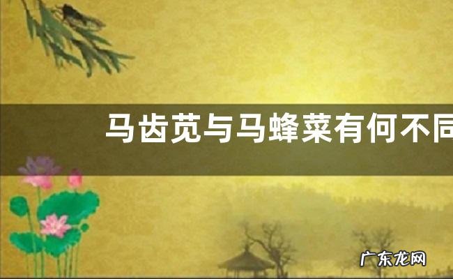 马齿苋与马蜂菜有何不同,附马齿苋怎么食用