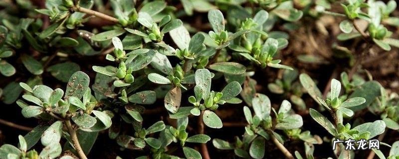 马齿苋与马蜂菜有何不同,附马齿苋怎么食用