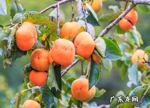 景德镇盛产什么水果