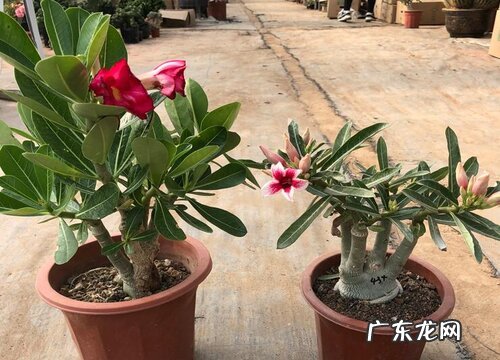 夏季沙漠玫瑰喷洒水雾有哪些禁忌