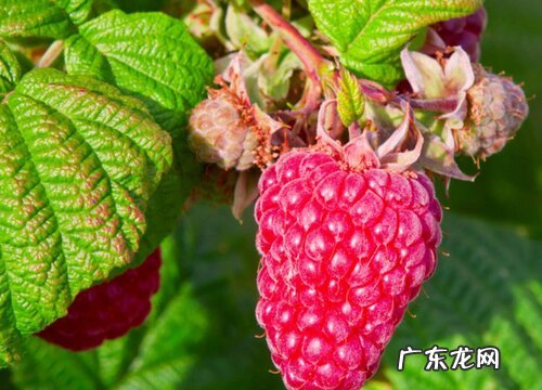 树莓耐寒最低温度 树莓冬天怎么过冬