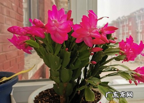 如何将蟹爪兰的根系养的强壮