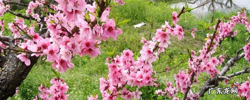 桃花的花期在农历几月，桃花泡水喝有什么作用