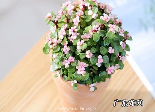 夏季怎么养金枝玉叶不容易烂根