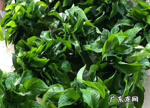 绿萝怕冷还是怕热