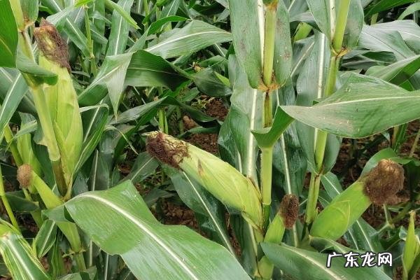 六月中旬可以种玉米吗