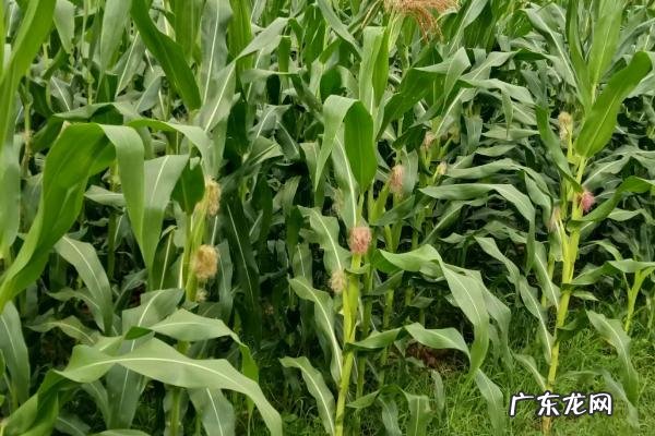 六月中旬可以种玉米吗