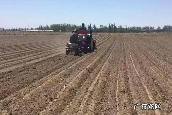 六月中旬可以种玉米吗