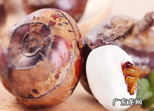 荸荠的生长习性特点和生长环境条件