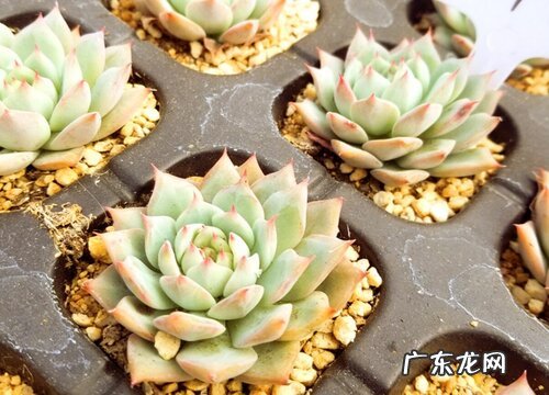 多肉的养殖方法和注意事项有哪些