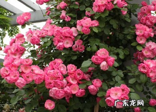 安吉拉月季是藤本还是灌木