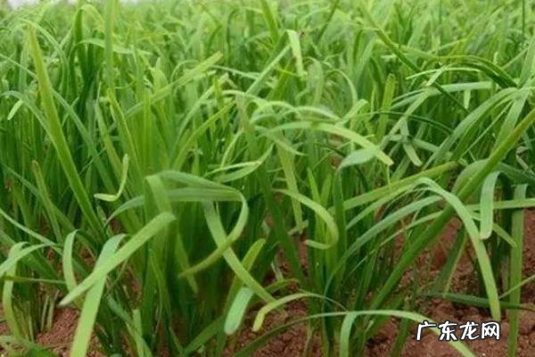 韭菜割后几天浇水几天施肥