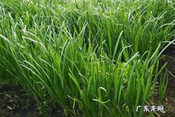 韭菜割后几天浇水几天施肥