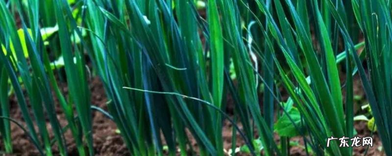 韭菜割后几天浇水几天施肥