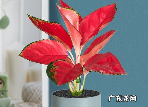 最适合放卧室的十种花 卧室养什么花和植物对身体好